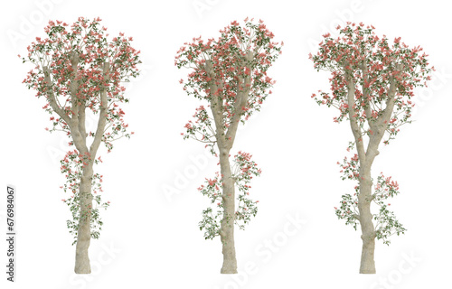 Old tree erythrina variegata on transparent background  png plant  3d render illustration.