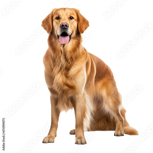 Golden retriever dog, full body displayed, stands on a clear transparent background, showcasing its friendly demeanor and lush coat.