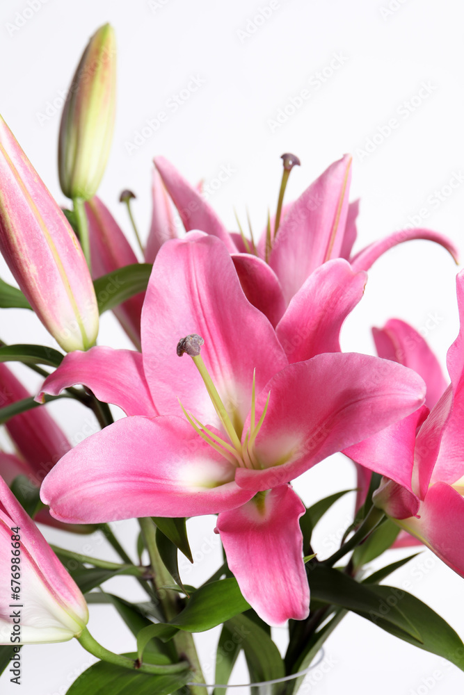 Beautiful pink lily flowers on white background, closeup