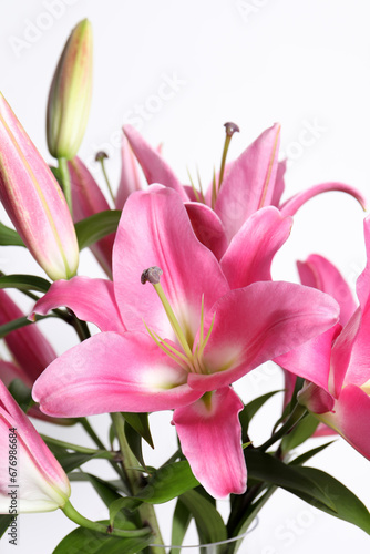 Beautiful pink lily flowers on white background  closeup