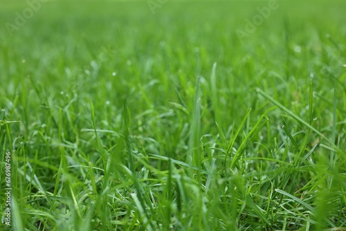 Fresh green grass growing outdoors in summer, closeup