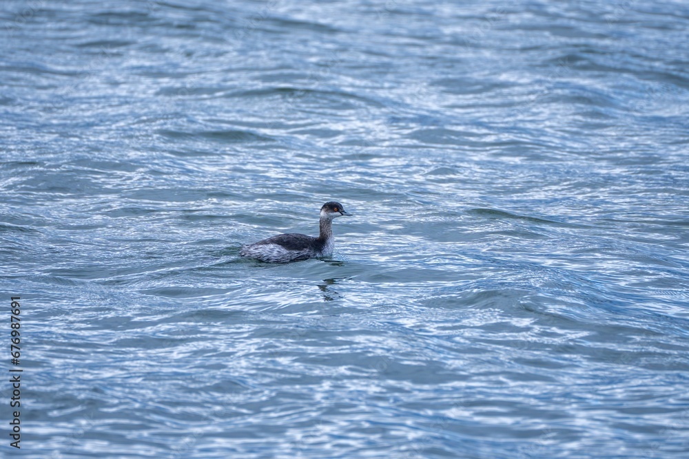 Fototapeta premium 青空映す水面をのんびり泳ぐハジロカイツブリ