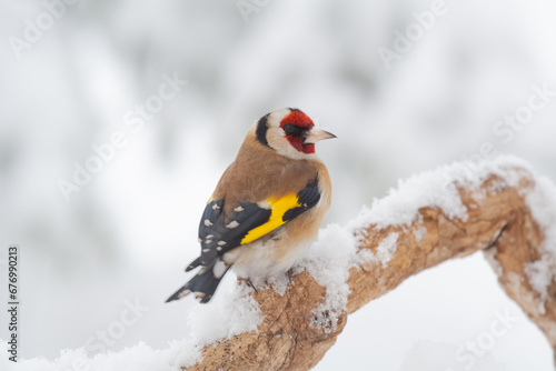 cardellino, goldfinch (Carduelis carduelis) photo