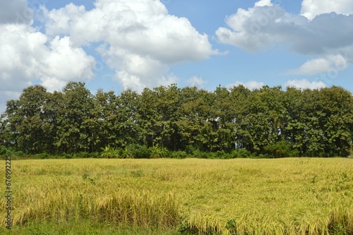 rice field in the countryside