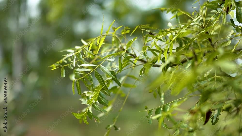 neem tree 4K Video Margoa tree during day time. Neem is a tree from South and Southeast Asia now planted across the tropics because of its properties as a natural medicine,Azadirachta indica - A branc neem tree 4K Video Margoa tree during day time. Neem is a tree from South and Southeast Asia now planted across the tropics because of its properties as a natural medicine,Azadirachta indica - A branc