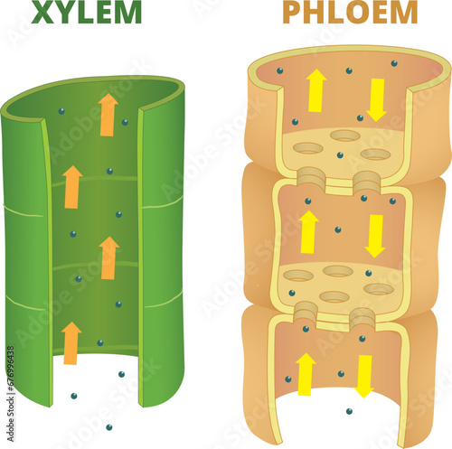 Differences of Xylem and Phloem illustration photo