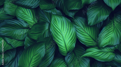 leaves background, leaves of Spathiphyllum cannifolium, abstract green texture, nature background, tropical leaf © Planetz