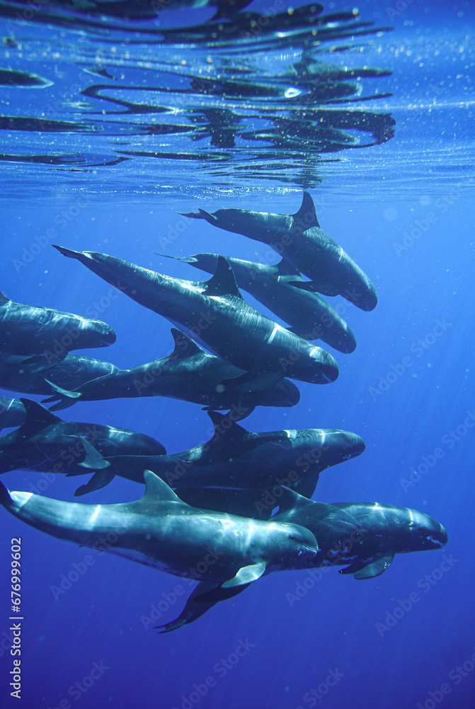 Pod of Pygmy Killer Whales Swimming in Hawaii Pod of Pygmy Killer Whales Swimming in Hawaii