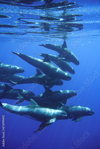 Pod of Pygmy Killer Whales Swimming in Hawaii 