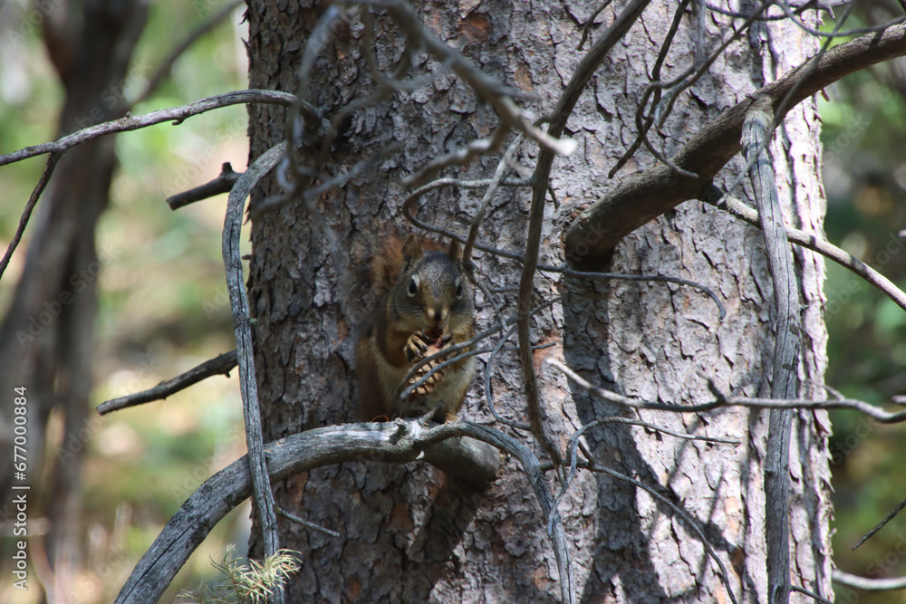 Obraz premium Squirrel Eating