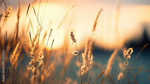Wild grass in the forest at sunset, sunset in the field,Abstract summer nature background