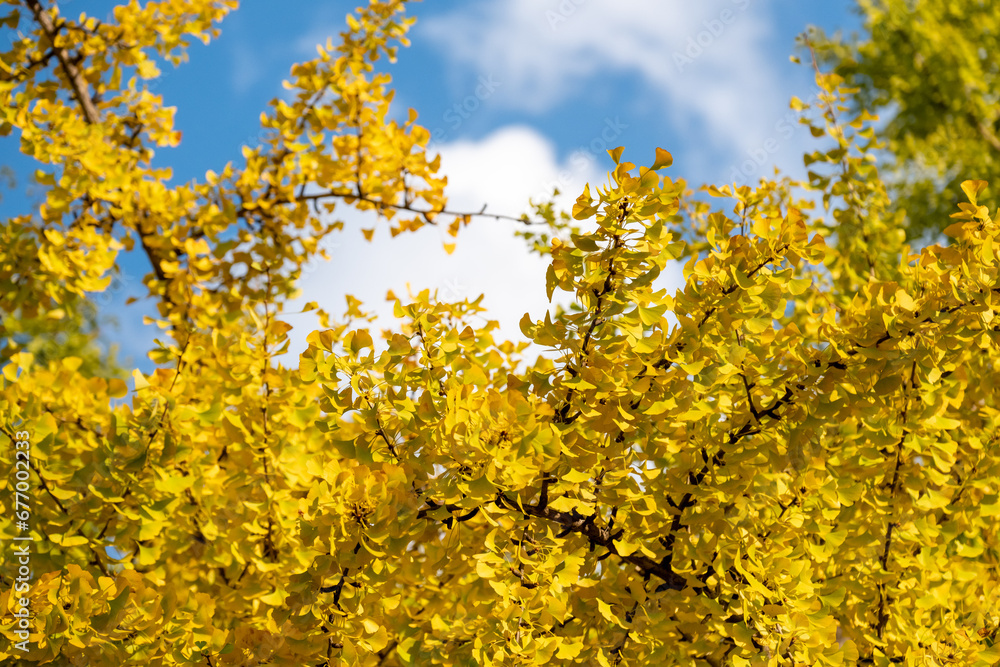 Colorful leaves, autumn season with sky in the background Colorful leaves, autumn season with sky in the background