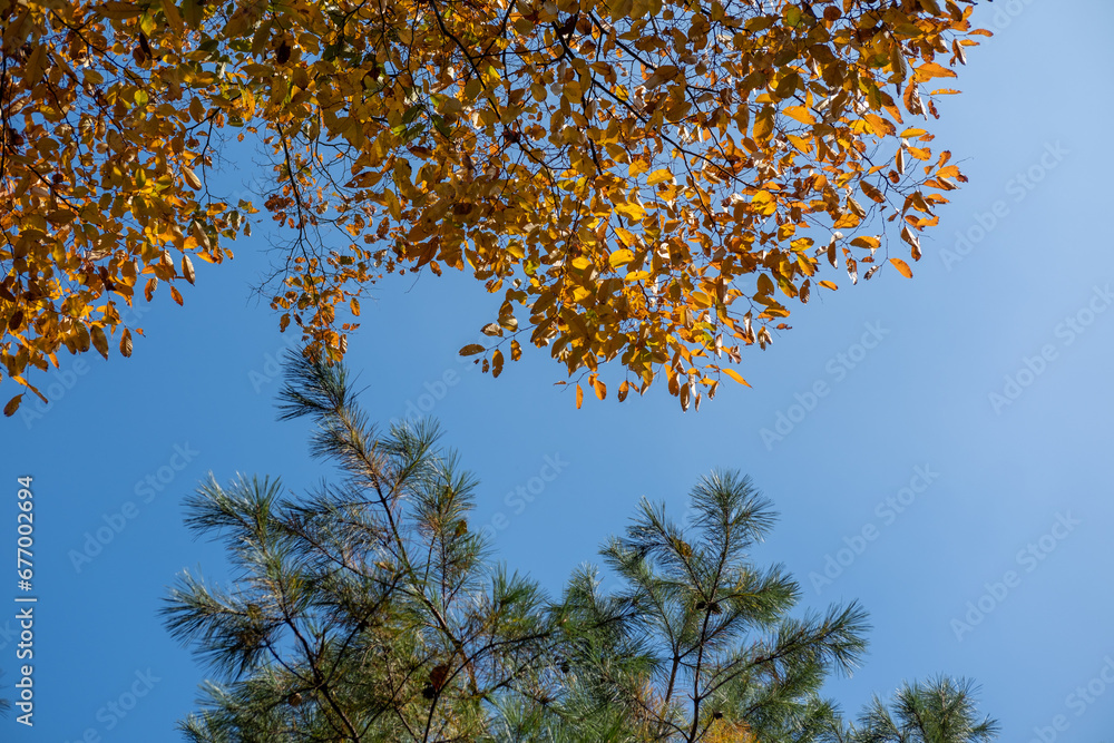 Colorful leaves, autumn season with sky in the background Colorful leaves, autumn season with sky in the background