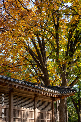 Korean Traditional Building in Secret Garden or Huwon of Changdeokgung Palace with ceautiful autumn foliage. It was used as a place of leisure by members of the royal family © moomusician