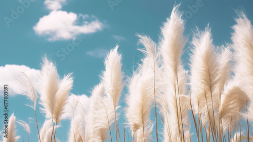 Pampa grass with light blue sky and clouds, grass and sky