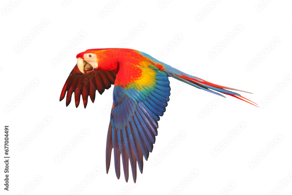 Fototapeta premium Colorful flying parrot isolated on transparent background png file