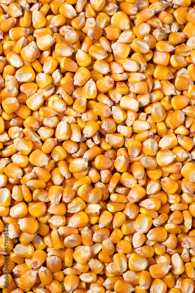 organic grain yellow corn seed or maize Full-Frame Background. Top View organic grain yellow corn seed or maize Full-Frame Background. Top View