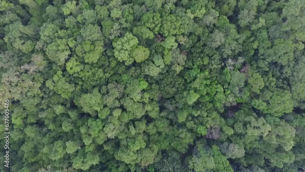 View of tropical forest from top of Dron camera. wild herbs. View of tropical forest from top of Dron camera. wild herbs.