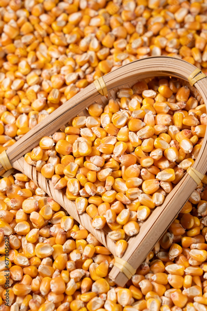 organic grain yellow corn seed or maize Full-Frame Background. Top View organic grain yellow corn seed or maize Full-Frame Background. Top View