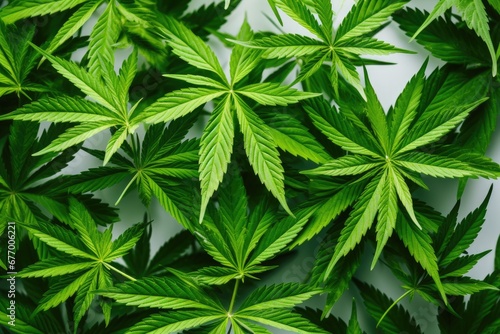 Cannabis the drug and medicine shown as green leaf background