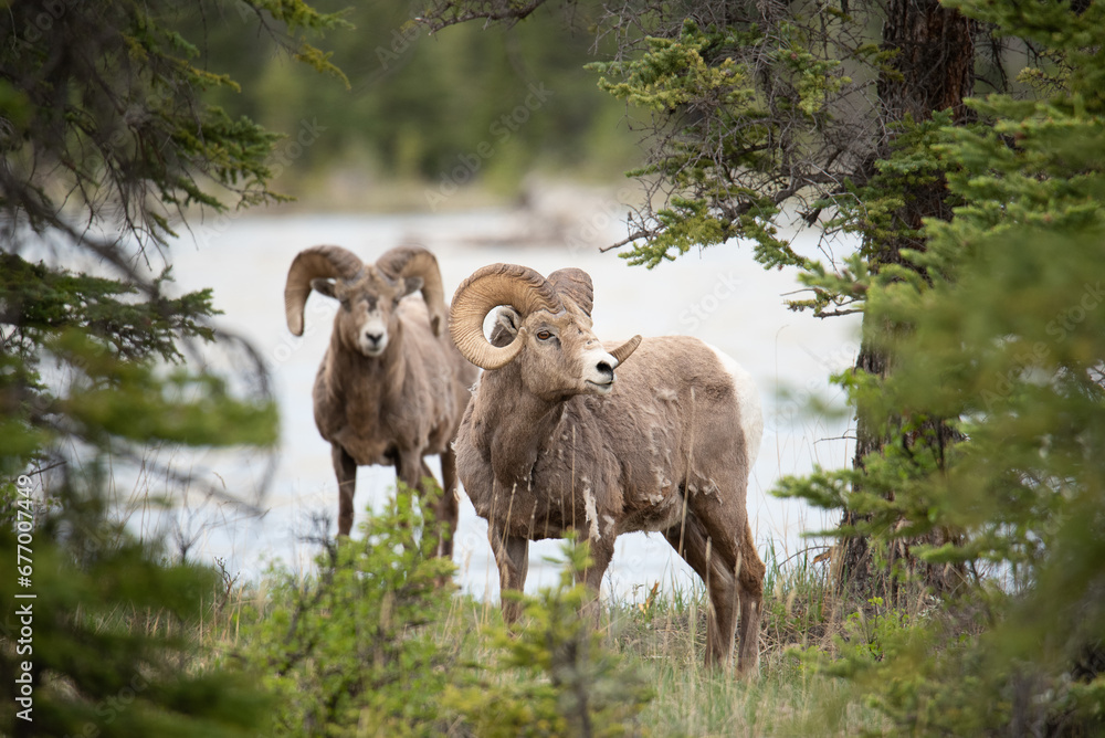 Naklejka premium Rams