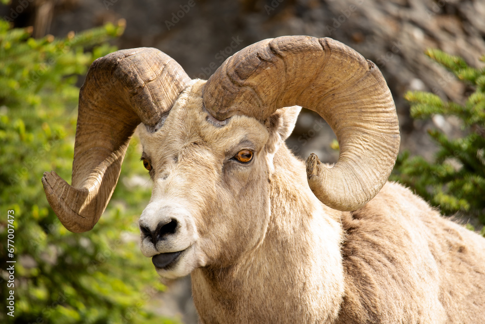 Bighorn Sheep Ram Bighorn Sheep Ram