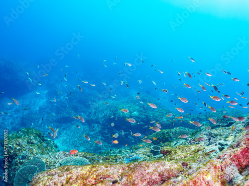                                                                                                                                                                                                                                                                                                       2023   11   1      5                              A Cute Palette surgeonfish in Beautiful Table coral and a school of the Beau