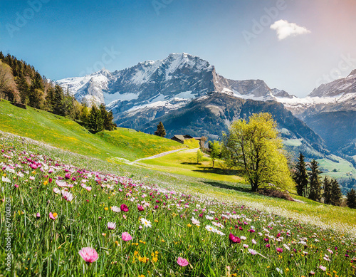 Idyllic mountain scenery in the Alps with blooming meadows in springtime