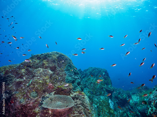                                                                                                                                                                                                                                                                                                       2023   11   1      5                              A Cute Palette surgeonfish in Beautiful Table coral and a school of the Beau