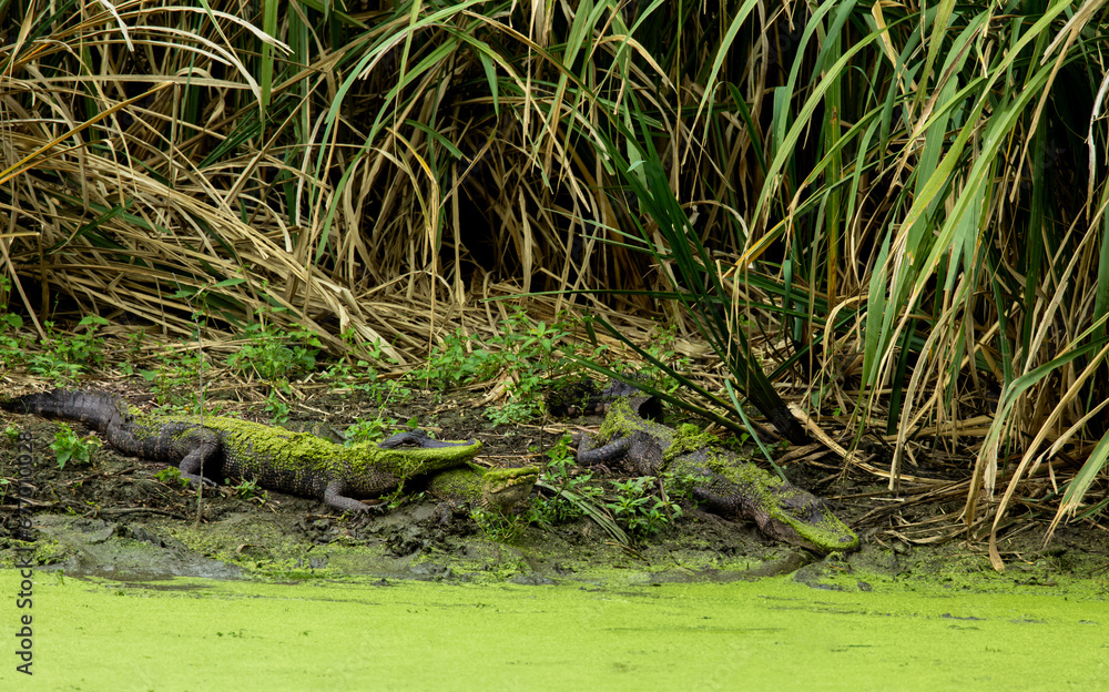 American Alligators resting on the bank of a duckweed covered river. Large predators. Wildlife Background. American Alligators resting on the bank of a duckweed covered river. Large predators. Wildlife Background.