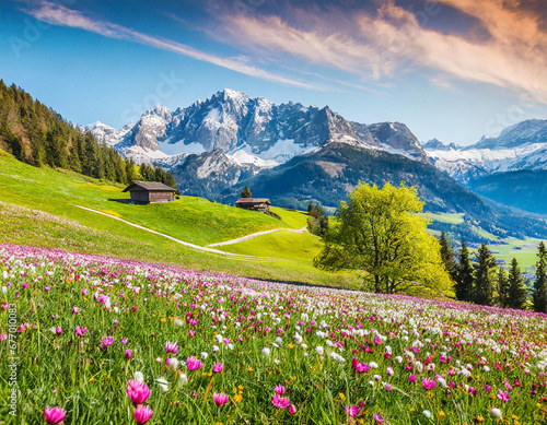 Idyllic mountain landscape in the Alps with blooming meadows in springtime © kimberly