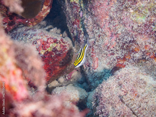 美しいフタスジタマガシラ（イトヨリダイ科）の幼魚。

東京都伊豆諸島式根島中の浦海水浴場、神引浦にて。
2023年11月1日〜5日撮影。
水中写真。

The Beautiful Two-lined monocle bream juvenile. 

At Nakanoura beach and Kambikiura, Shikinejima, Izu Islands, Tokyo.
Photo 