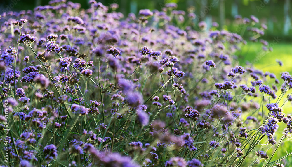 Obraz premium Background of purple verbena flowers