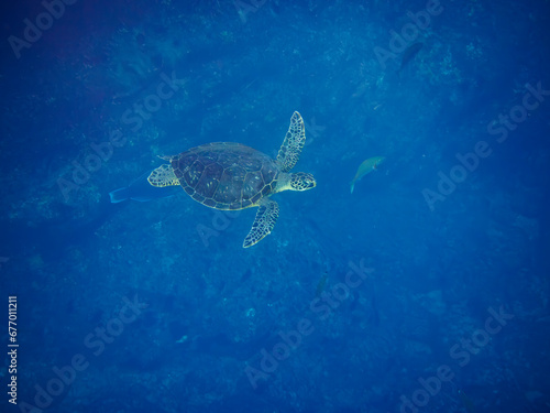 美しく大きなアオウミガメ（ウミガメ科）。  東京都伊豆諸島式根島中の浦海水浴場、神引浦にて。 2023年11月1日〜5日撮影。 水中写真。  The Beautiful and big Green sea turtle.   At Nakanoura beach and Kambikiura, Shikinejima, Izu Islands, Tokyo. Photo Taken Novembe © d3_plus