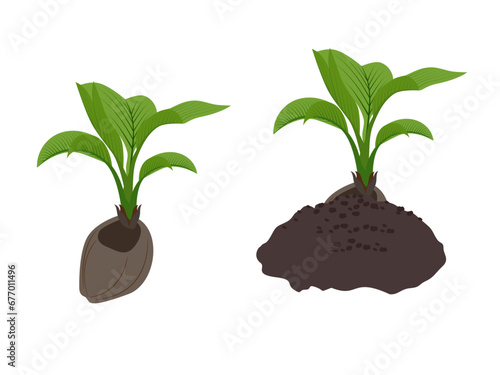 coconut sapling on a white background.