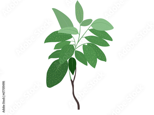 Clausena wallichii Oliv in a nursery bag on a white background.