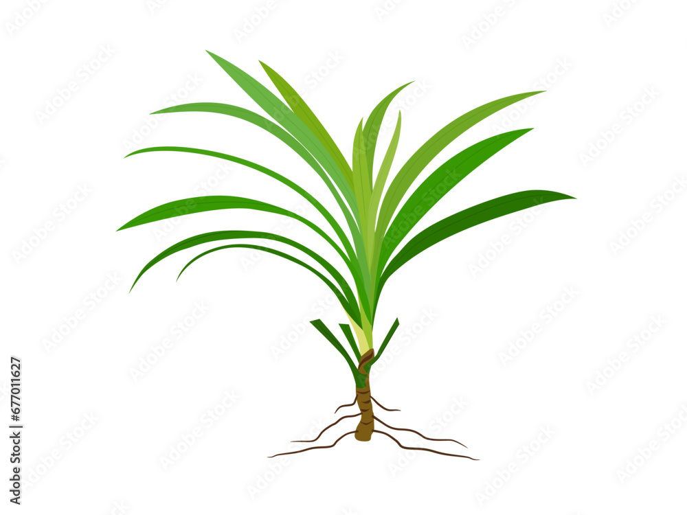 Fototapeta premium Fresh green pandan leaves or pandanus amaryllifolius come on a white background.