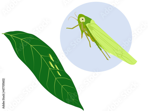 Mango leafhopper on a white background.