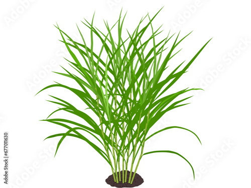 Napier grass or Cenchrus purpureus on a white background.
