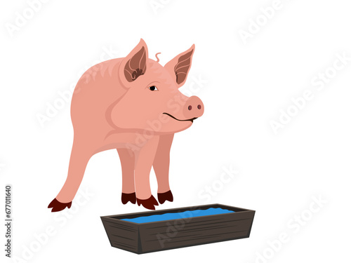 Pigs drinking water on a white background.