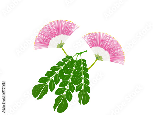 Crab Claw, Chamcha or Chamchuri Daeng is a plant in the bean family.