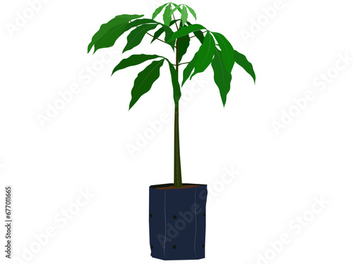 Rubber sapling in a black bag.