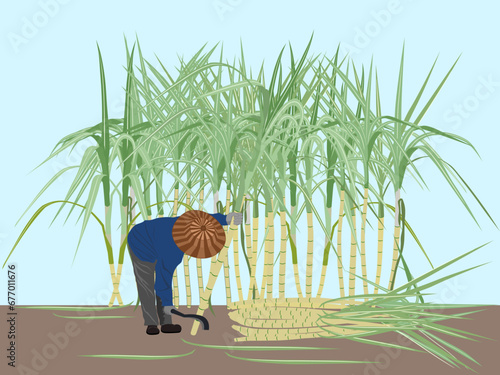 sugar cane cutter on a white background.
