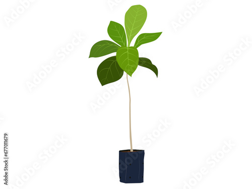 teak tree sapling on a white background.