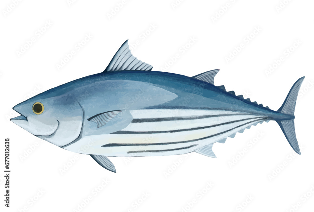 Fototapeta premium 鰹のイラスト