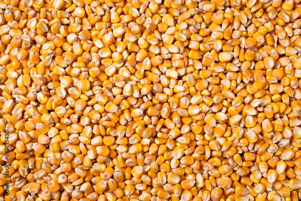 organic grain yellow corn seed or maize Full-Frame Background. Top View organic grain yellow corn seed or maize Full-Frame Background. Top View