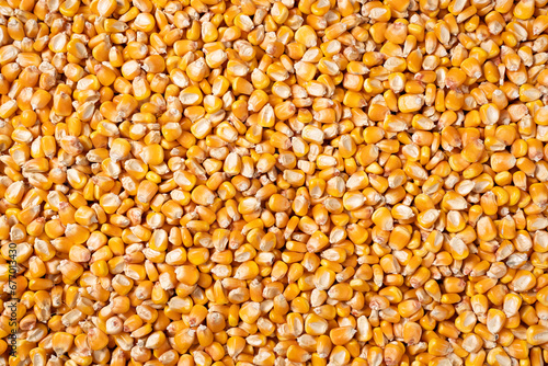 organic grain yellow corn seed or maize Full-Frame Background. Top View photo