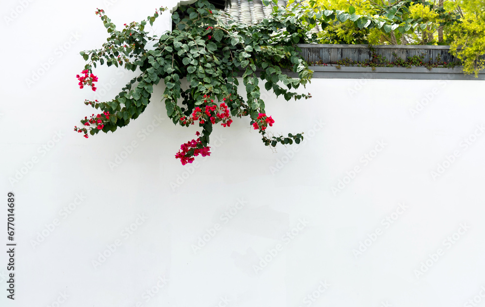 Fototapeta premium Flowers grow out of the wall