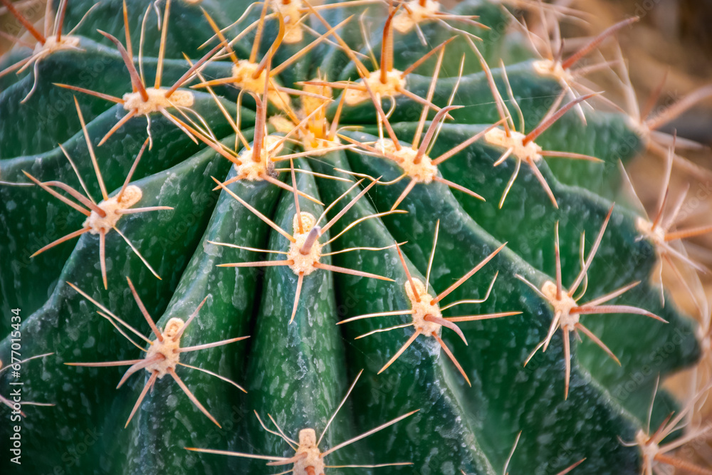 Cactus (Gymno ,Gymnocalycium) and Cactus flowers in cactus garden many size and colors popular use for decorative in house or flower shop Cactus (Gymno ,Gymnocalycium) and Cactus flowers in cactus garden many size and colors popular use for decorative in house or flower shop