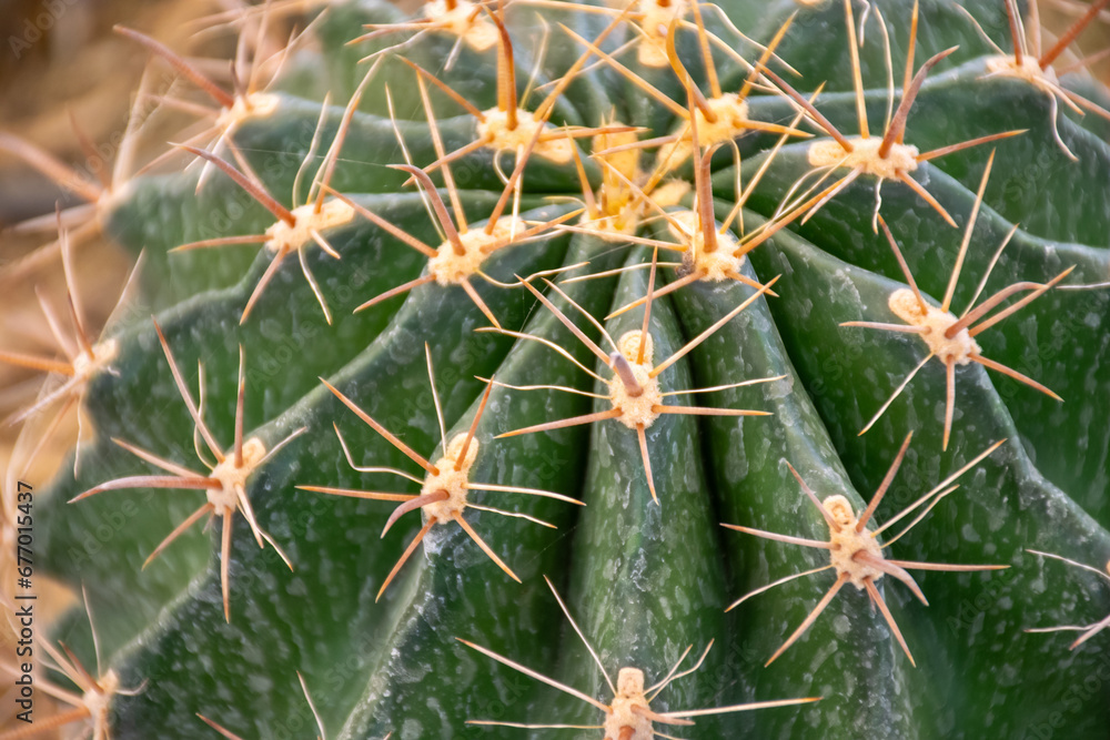 Cactus (Gymno ,Gymnocalycium) and Cactus flowers in cactus garden many size and colors popular use for decorative in house or flower shop Cactus (Gymno ,Gymnocalycium) and Cactus flowers in cactus garden many size and colors popular use for decorative in house or flower shop